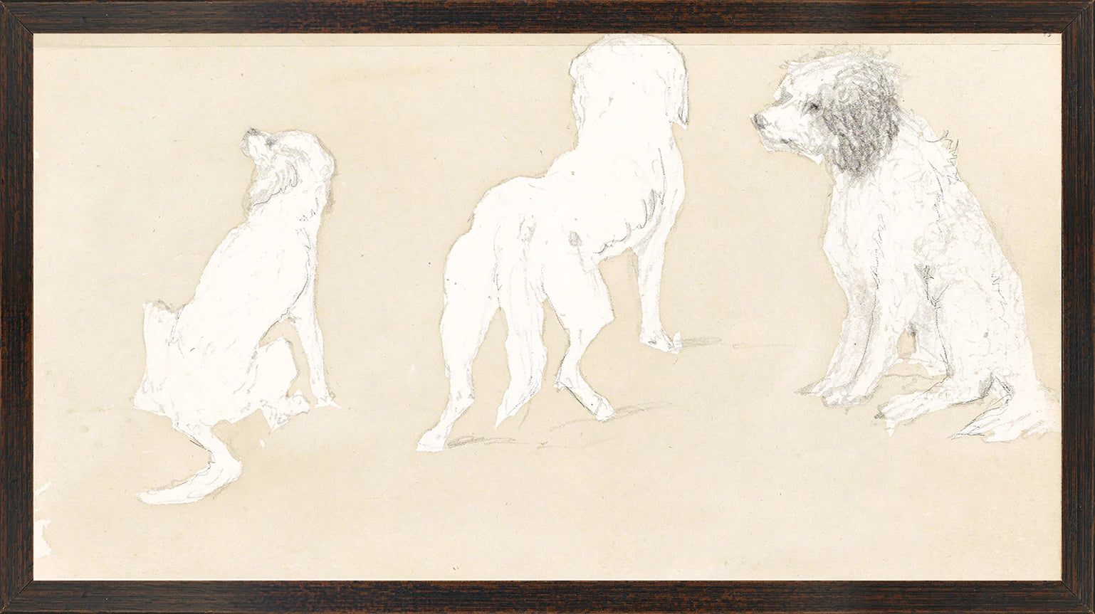 Collection 17 - Dog Study