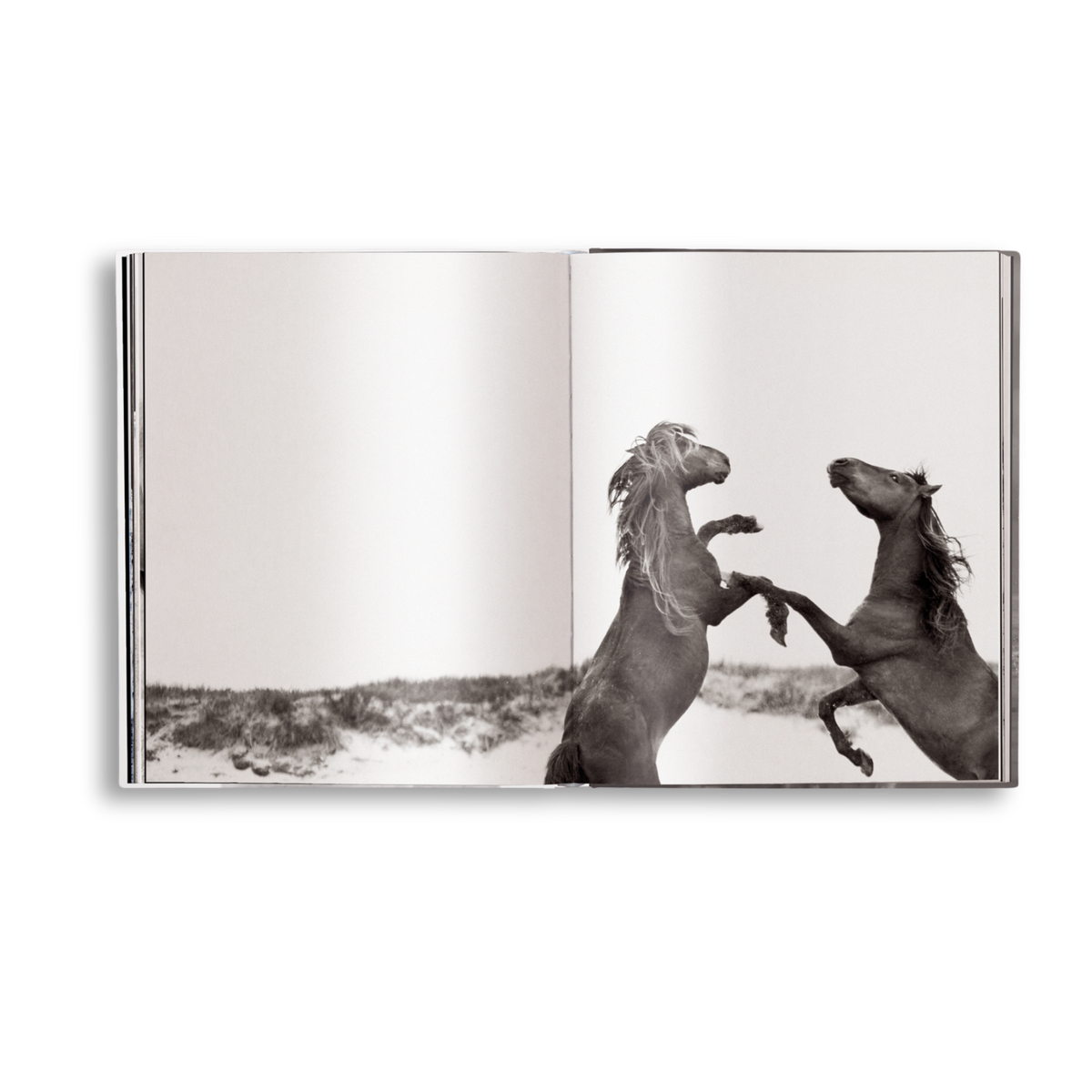 Untamed Spirits: Horses From Around the World
