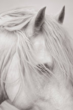 Untamed Spirits: Horses From Around the World