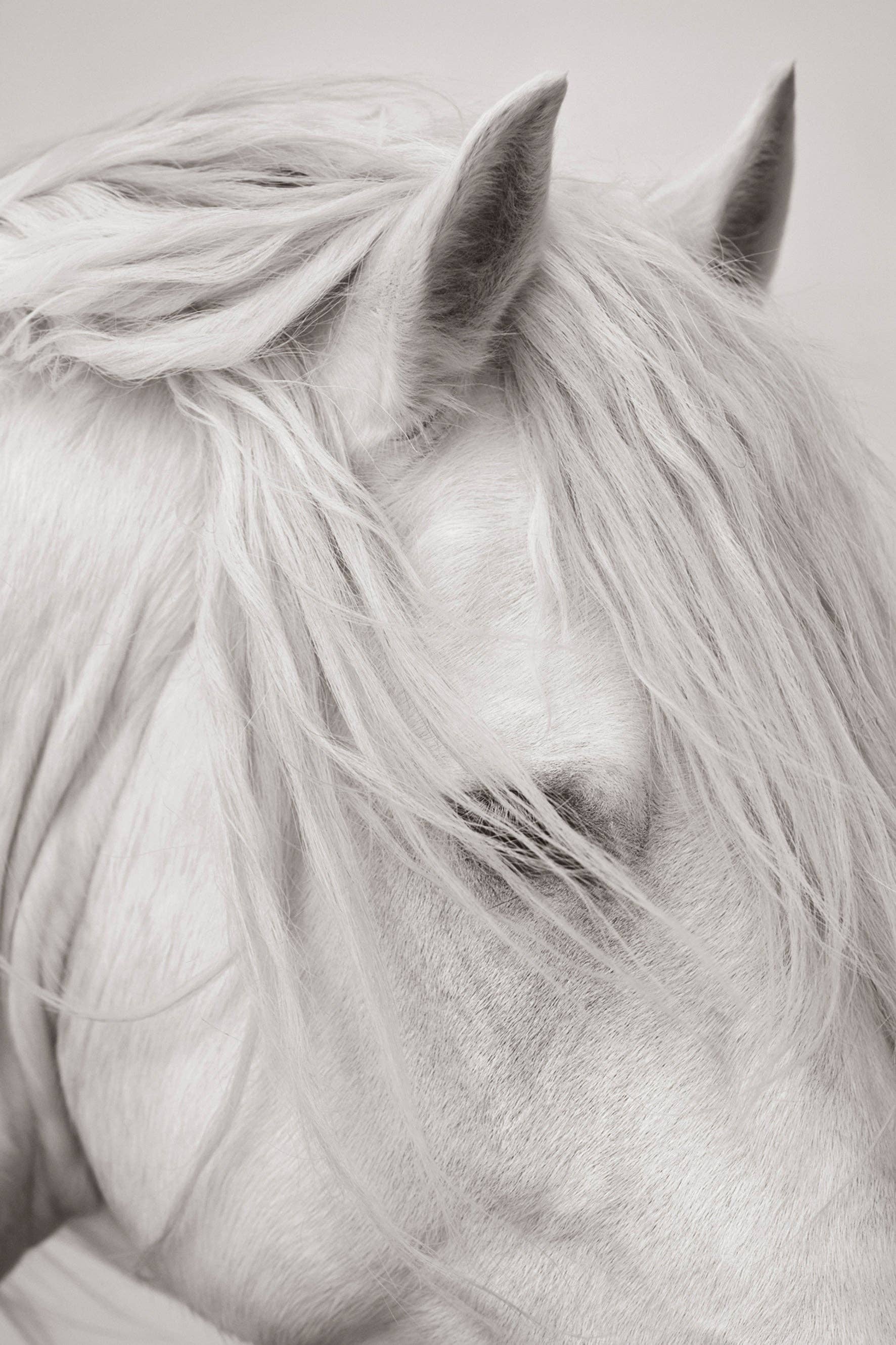 Untamed Spirits: Horses From Around the World