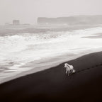 Untamed Spirits: Horses From Around the World