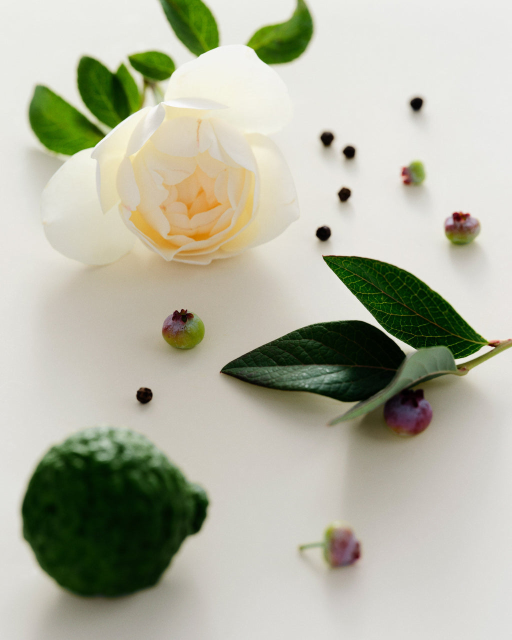 Maison Louis Marie - Antidris Cassis Perfume Oil