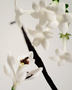 Maison Louis Marie No.03 - L'Etang Noir Perfume Oil