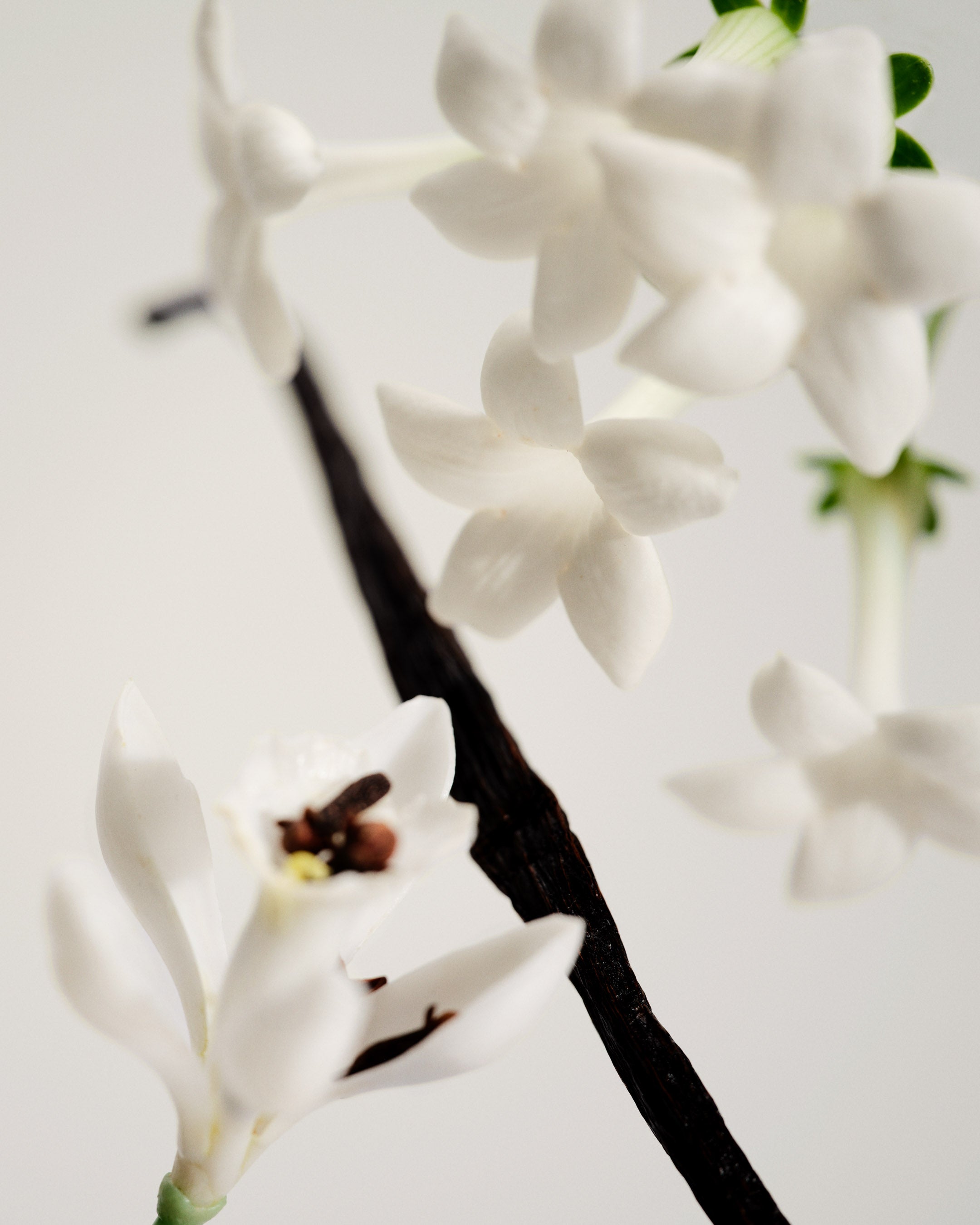 Maison Louis Marie No.03 - L'Etang Noir Perfume Oil