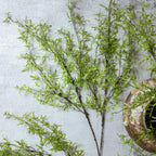 Artificial Fern Branch, Soft Green