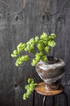 Artificial Guelder, Spring Green