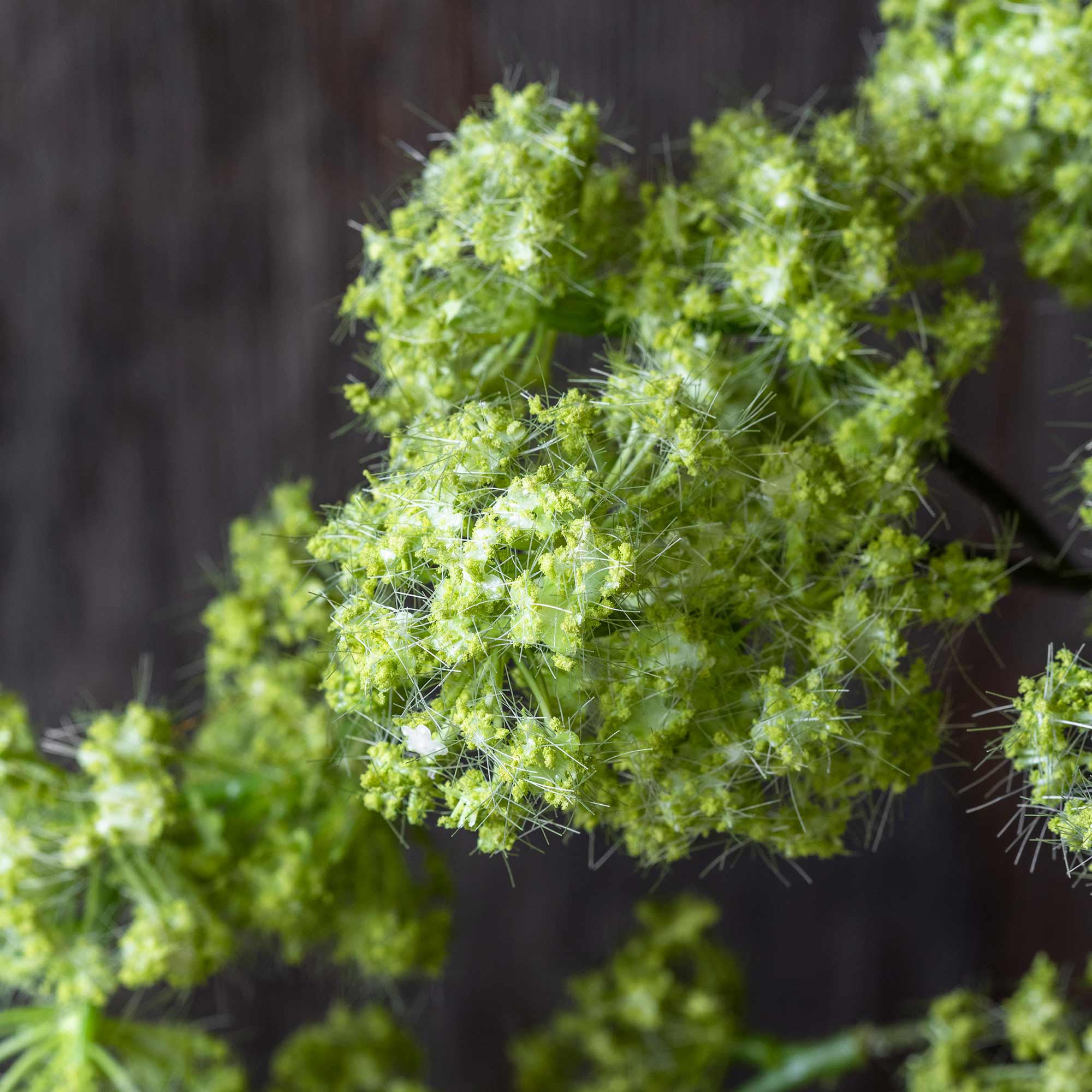 Artificial Guelder, Spring Green