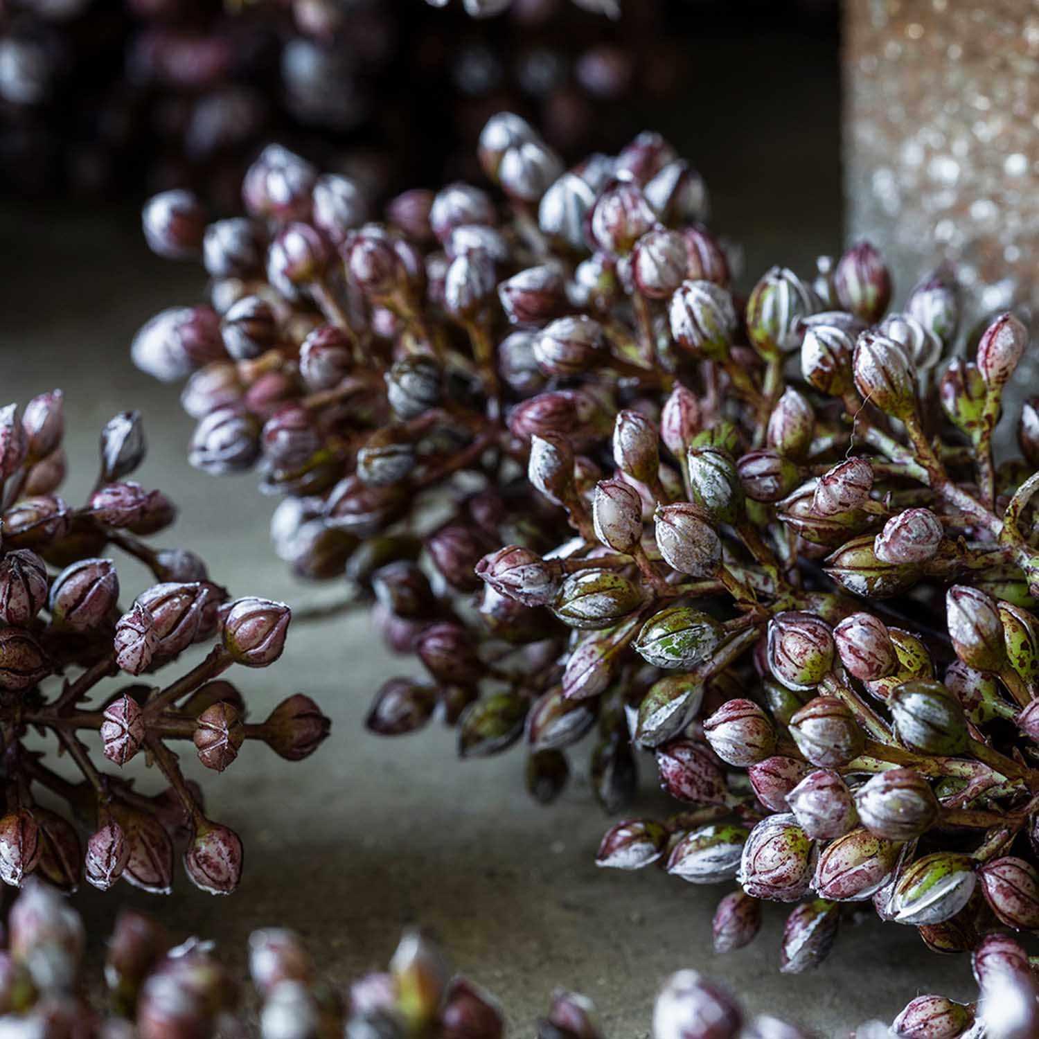 Artificial Sorghum, Sunrise