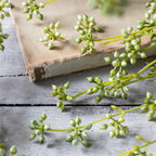 Artificial Succulent Bunch, Green