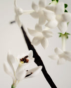 Maison Louis Marie No.03 - L'Etang Noir