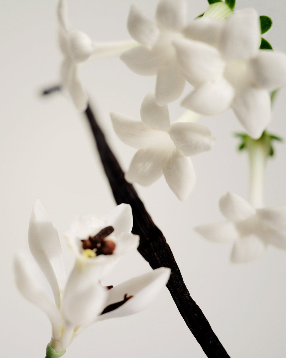 Maison Louis Marie No.03 - L'Etang Noir