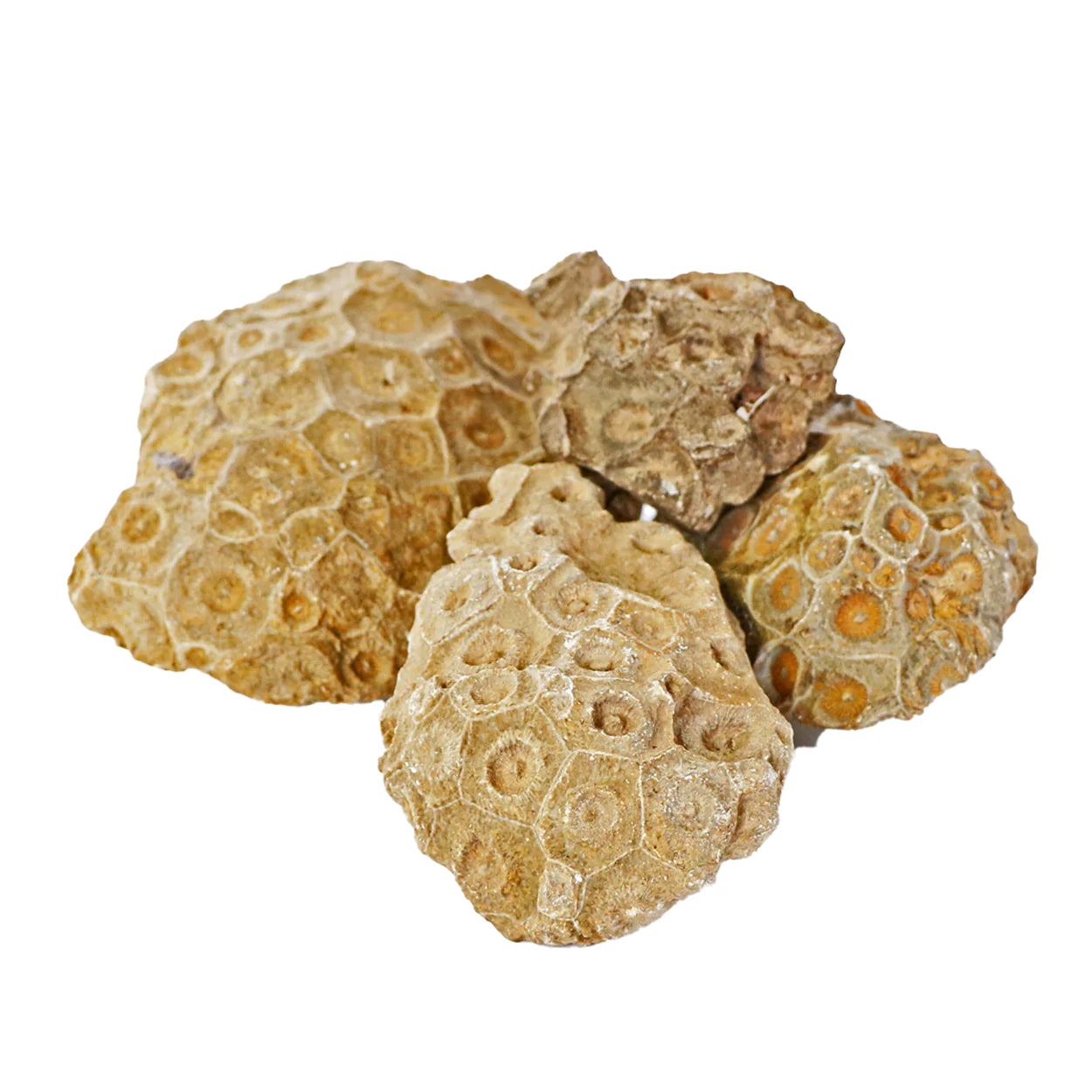 Petrified Coral, Small