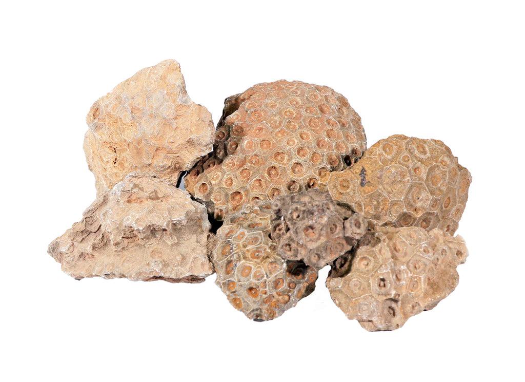 Petrified Coral, Small