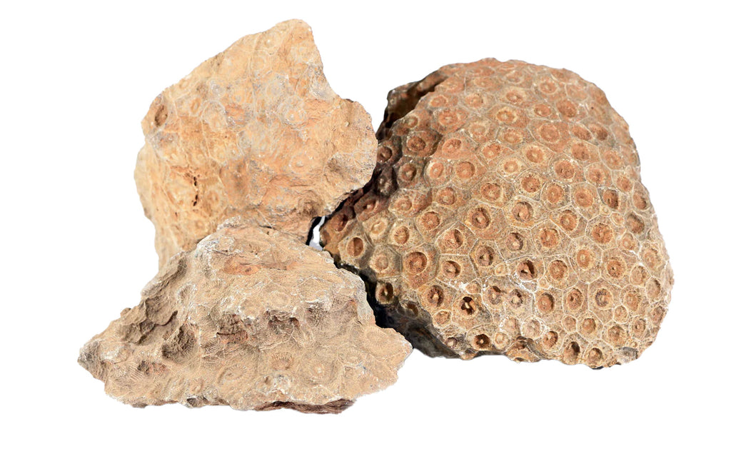 Petrified Coral, Small