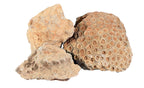 Petrified Coral, Small