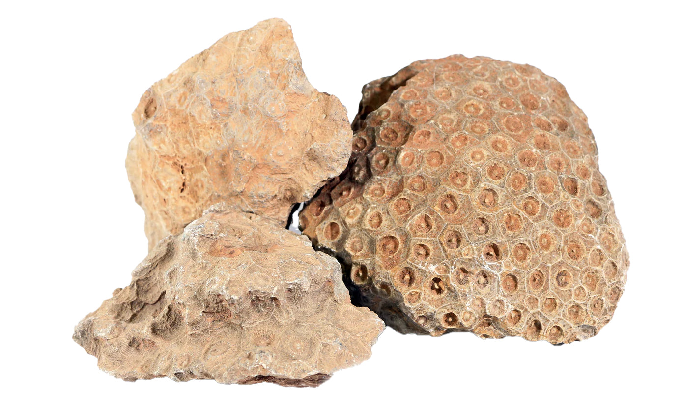 Petrified Coral, Small