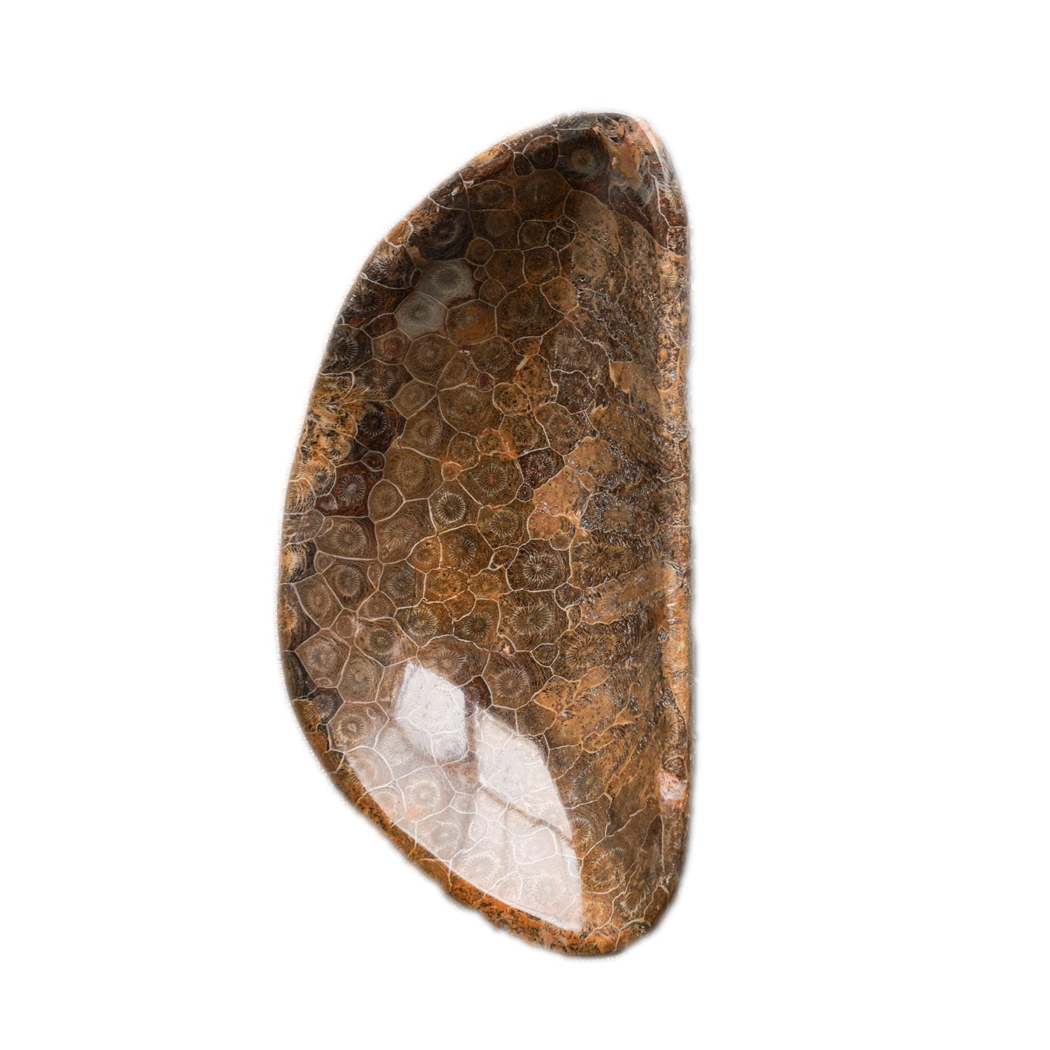 Coral Fossil Bowl, Large