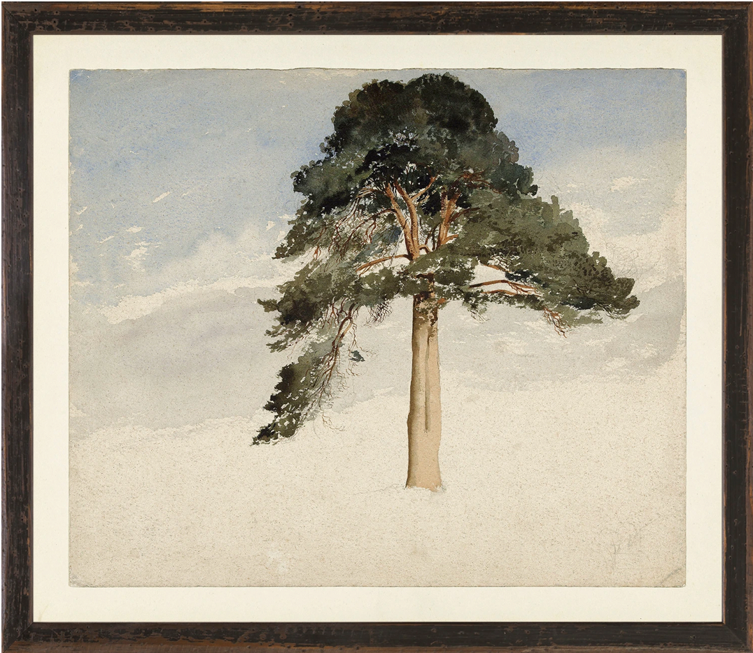Collection Vintage - Scottish Fir Tree, 1849 - Small