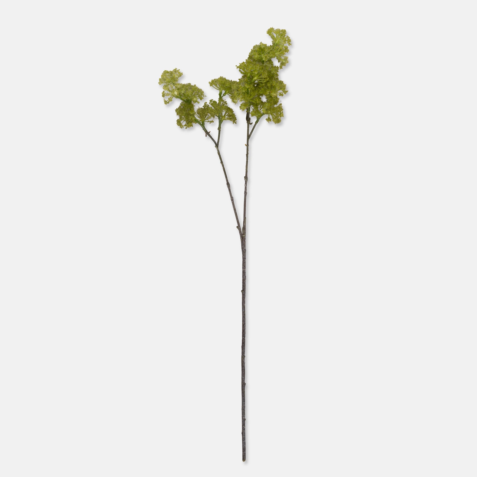 Artificial Guelder, Spring Green