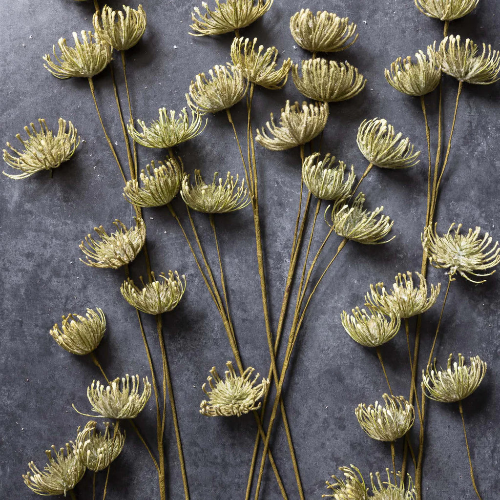 Leucospermum, Green