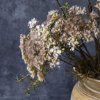 Queen Anne's Lace, Blush