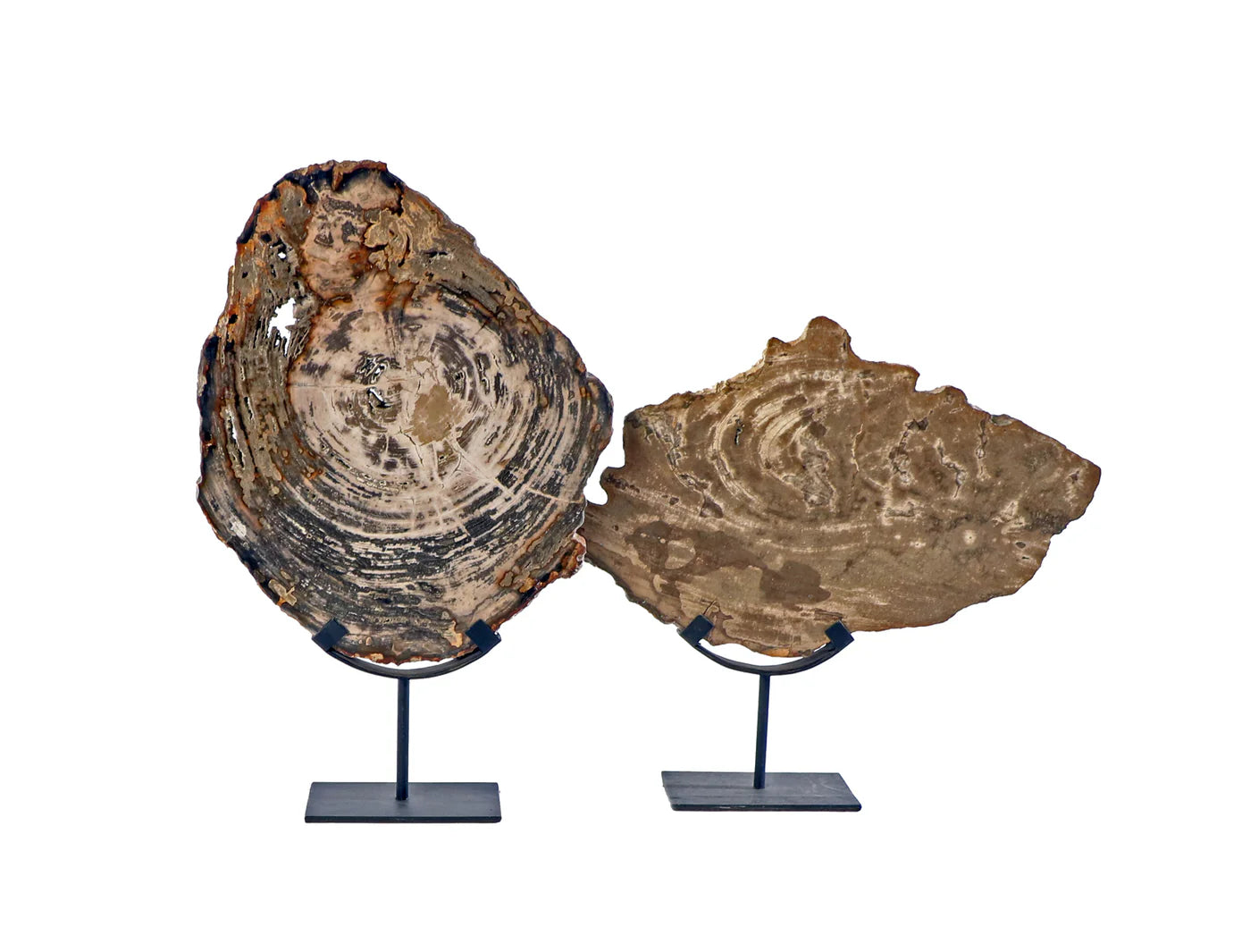 Petrified Wood on Iron Stand, Large